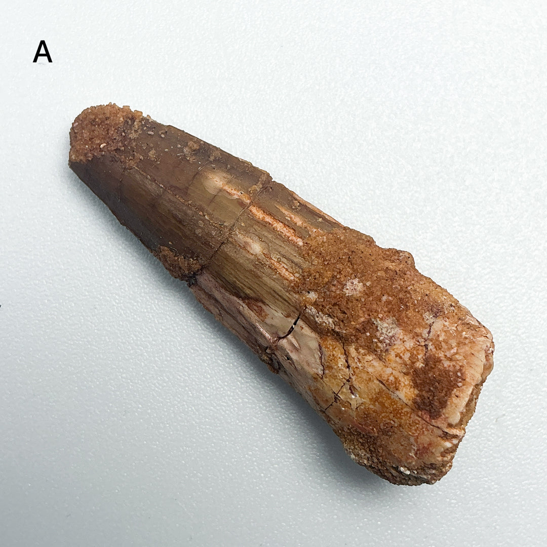 Fossilized Spinosaurus Tooth Specimen