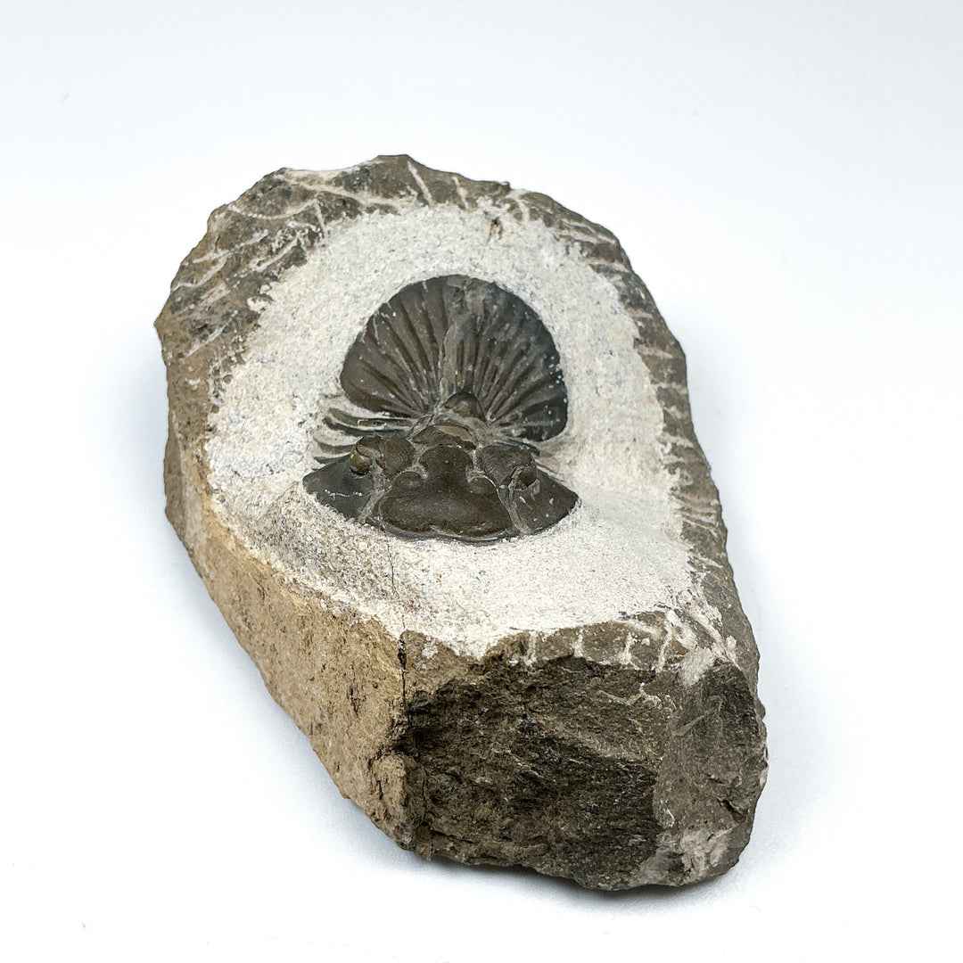 Trilobite Scutellum Fossil - Rocks and Gems Canada