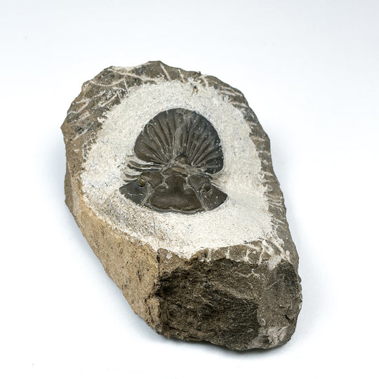 Trilobite Scutellum Fossil - Rocks and Gems Canada