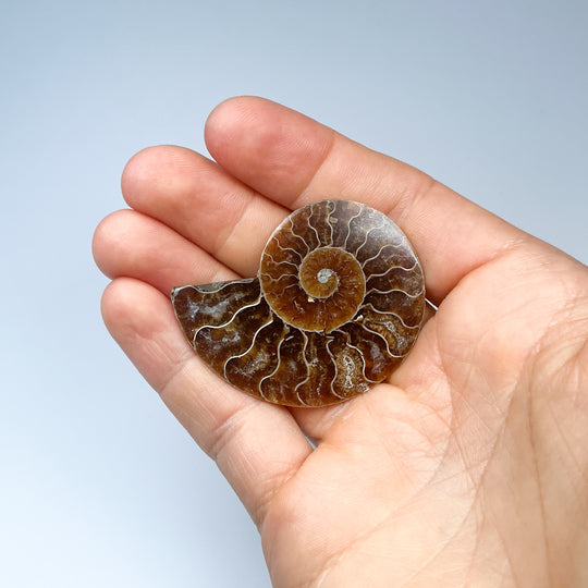 Chambered Ammonite