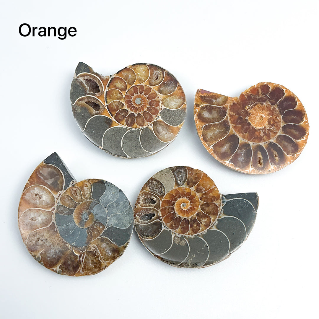 Chambered Ammonite - Rocks and Gems Canada