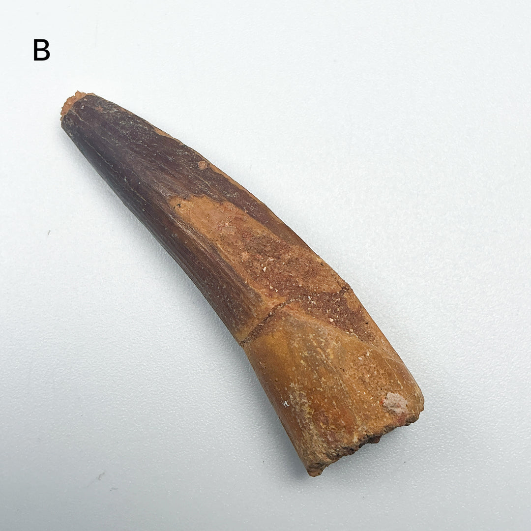 Fossilized Spinosaurus Tooth Specimen
