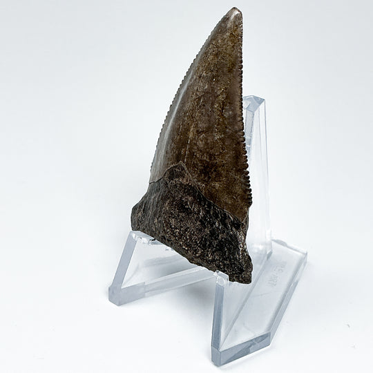 Fossilized Shark Tooth Specimen: Great White Shark