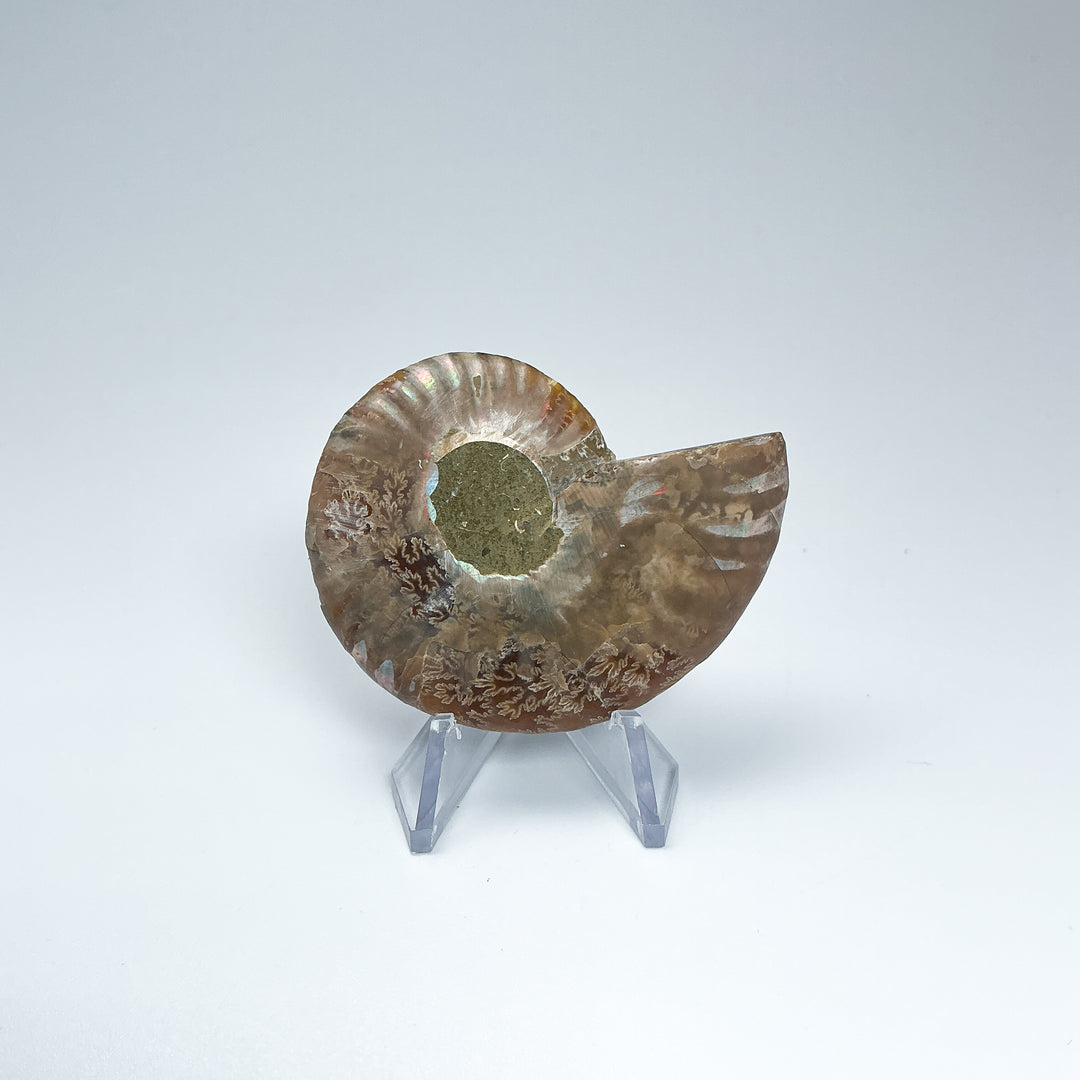 Chambered Ammonite