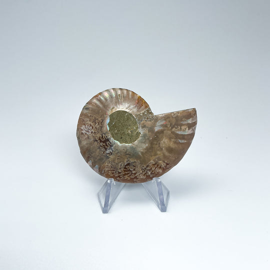 Chambered Ammonite