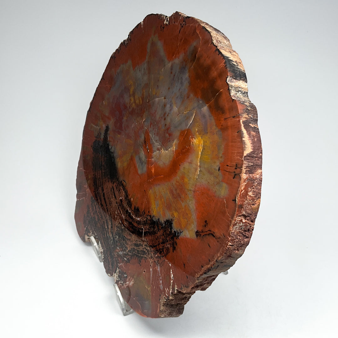 Petrified Wood Slice