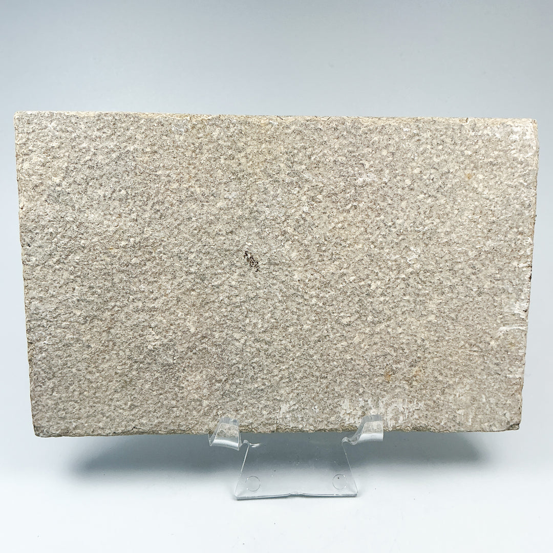 Fish Fossil - Rocks and Gems Canada