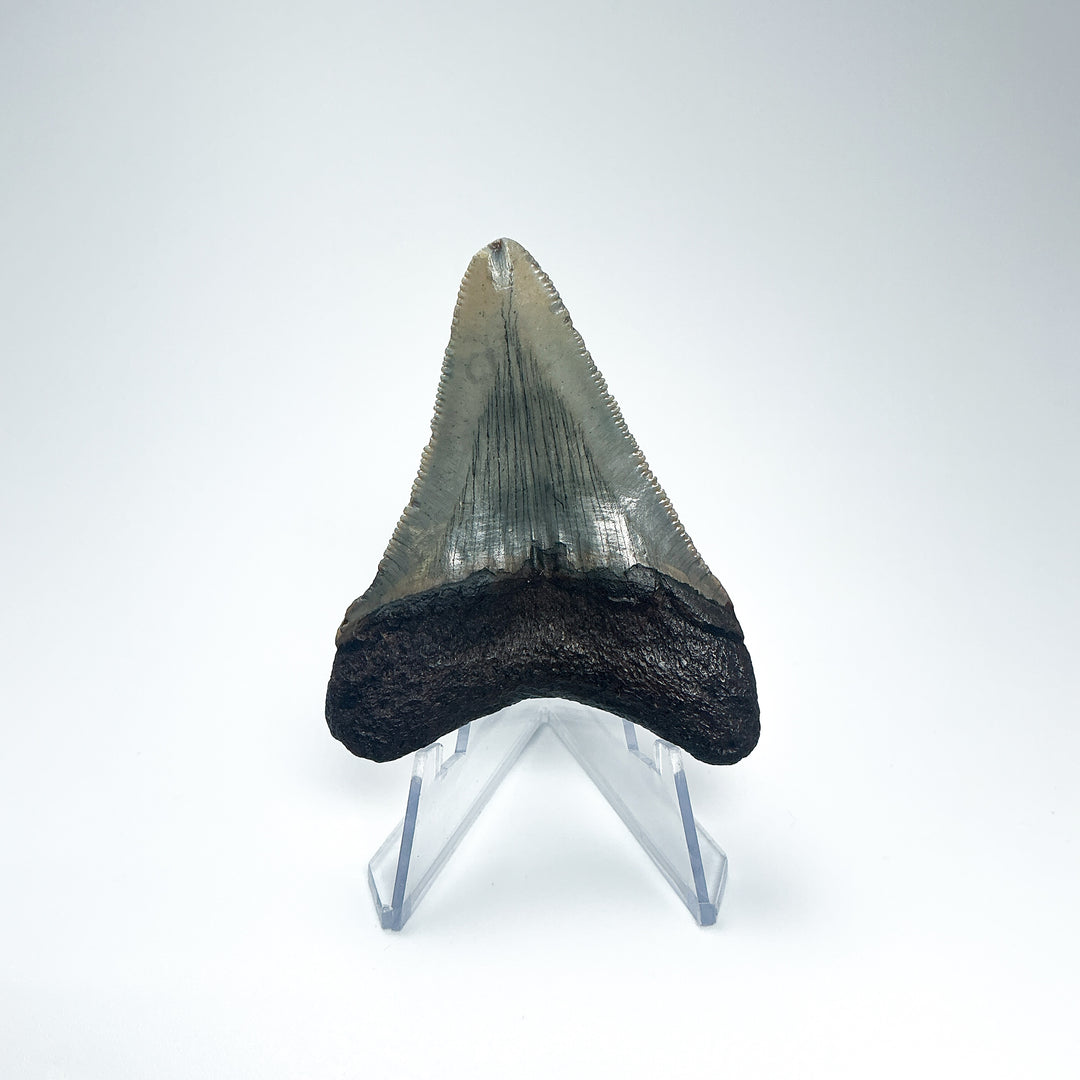 Fossilized Shark Tooth Specimen: Carcharodon Megalodon - Rocks and Gems Canada