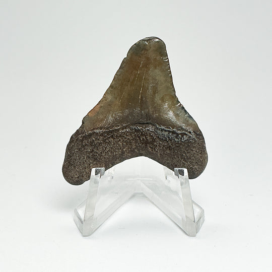 Fossilized Shark Tooth Specimen: Carcharodon Megalodon
