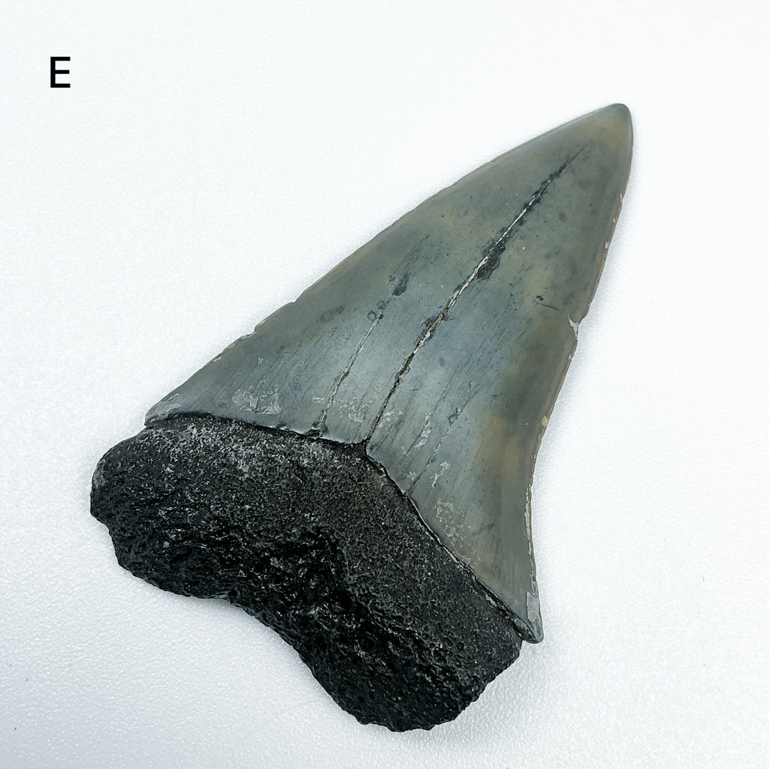 Fossilized Shark Tooth Specimen: Carcharodon Megalodon