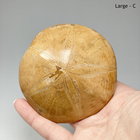 Sea Urchin Fossil - Rocks and Gems Canada