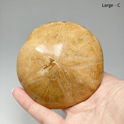 Sea Urchin Fossil