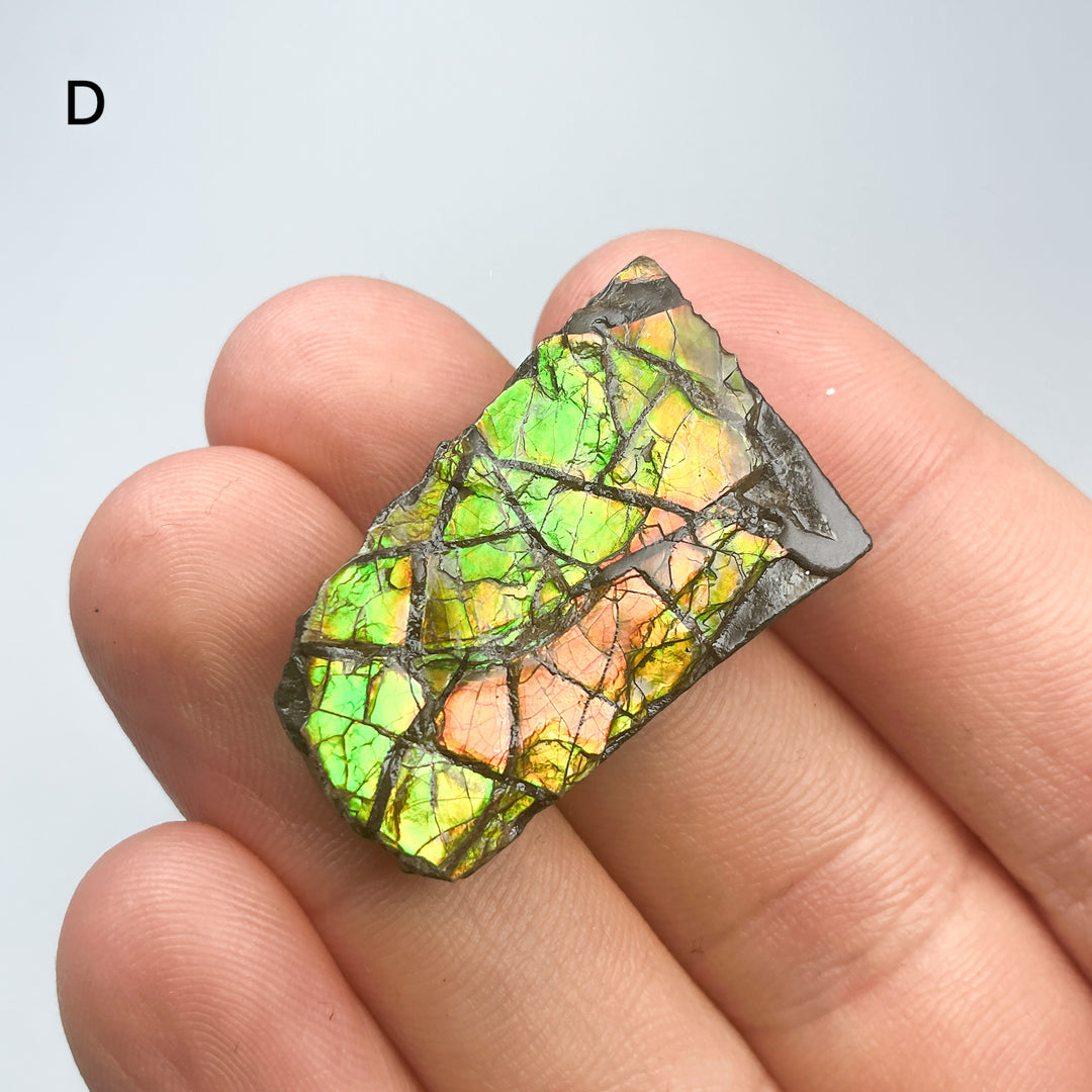 Ammolite Specimen