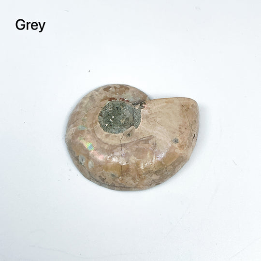 Chambered Ammonite - Rocks and Gems Canada