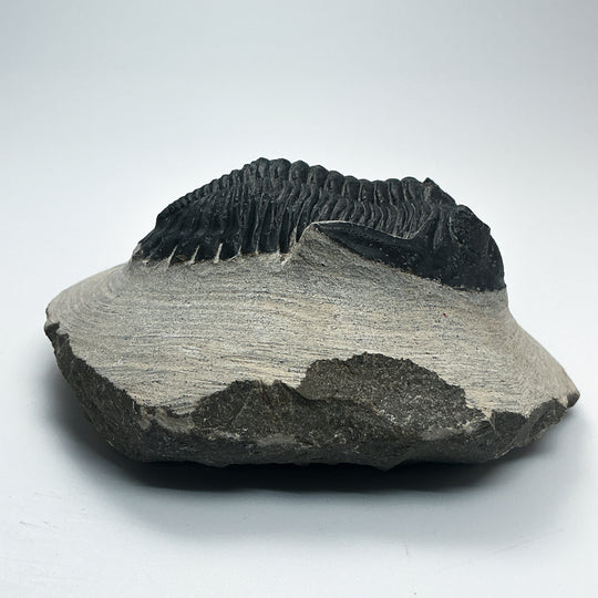 Trilobite Hollardops Fossil