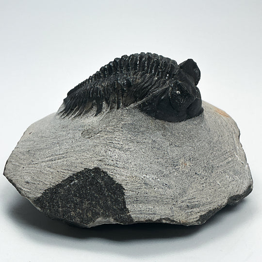 Trilobite Coltranea Fossil