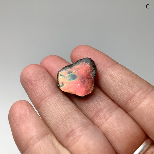 Ammolite Specimen - Rocks and Gems Canada