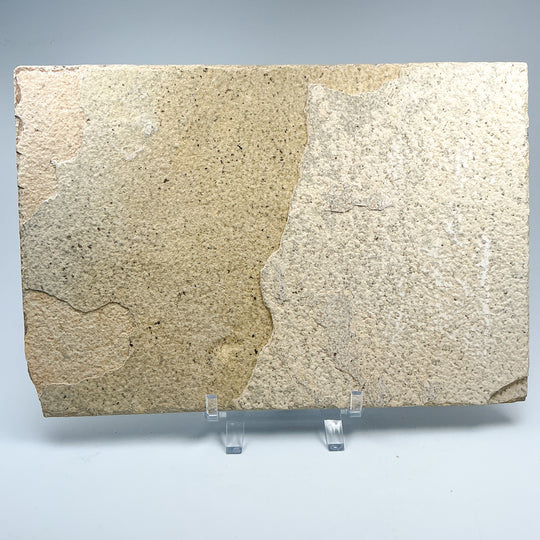 Fish Fossil