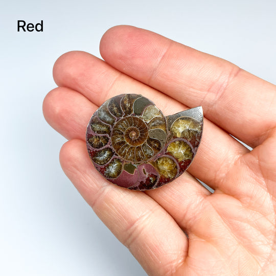 Chambered Ammonite - Rocks and Gems Canada