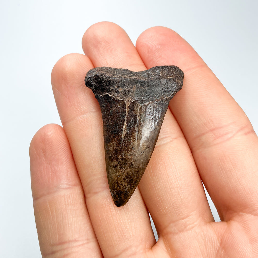 Fossilized Shark Tooth Specimen: Extinct Great White Shark