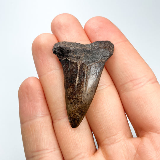 Fossilized Shark Tooth Specimen: Extinct Great White Shark