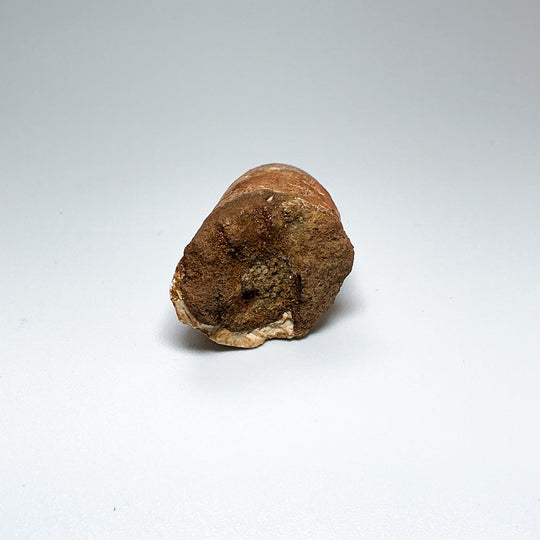 Fossilized Spinosaurus Tooth Specimen