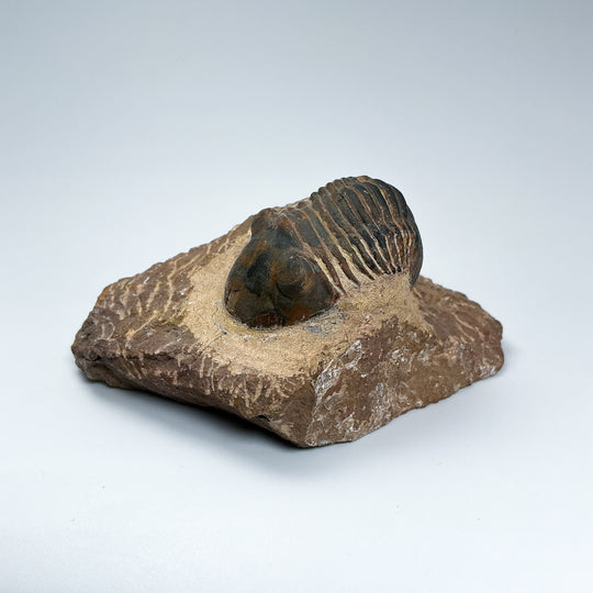 Trilobite Paralajurus Fossil