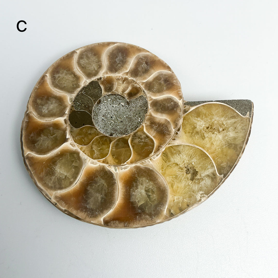 Chambered Ammonite