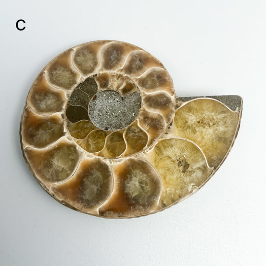 Chambered Ammonite