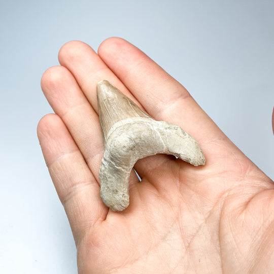 Fossilized Otodus/Lamna Shark Tooth Specimen