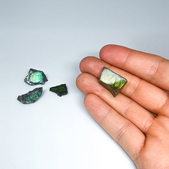 Ammolite Specimen