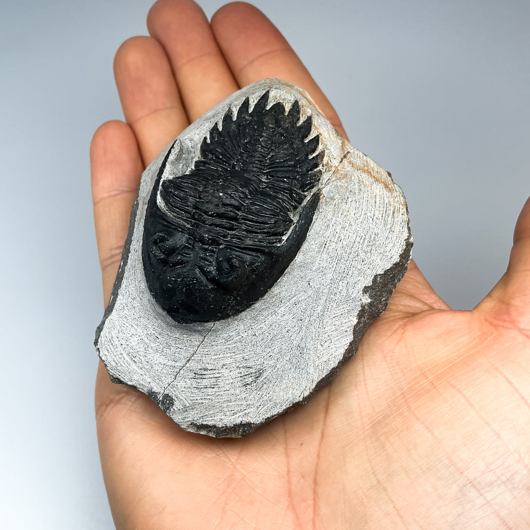 Trilobite Hollardops Fossil