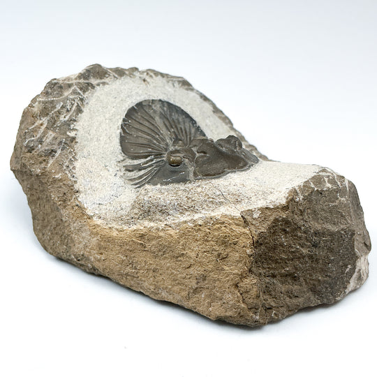 Trilobite Scutellum Fossil - Rocks and Gems Canada