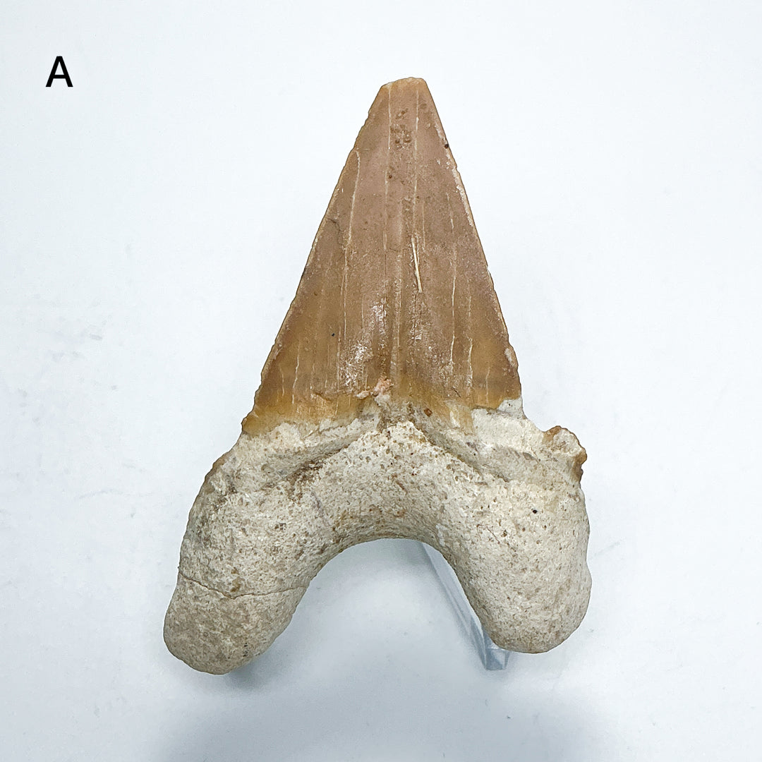 Fossilized Otodus/Lamna Shark Tooth Specimen