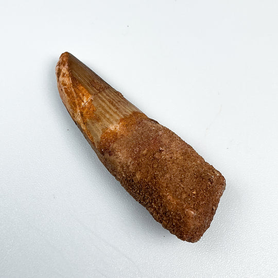 Fossilized Spinosaurus Tooth Specimen