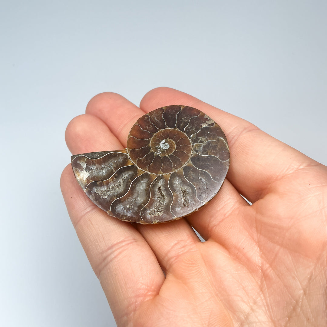 Chambered Ammonite