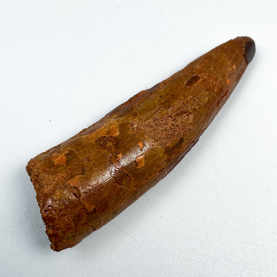 Fossilized Spinosaurus Tooth Specimen