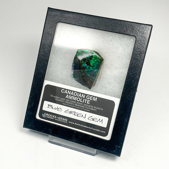Ammolite Gem Display Box - Rocks and Gems Canada