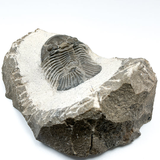 Trilobite Scutellum Fossil - Rocks and Gems Canada