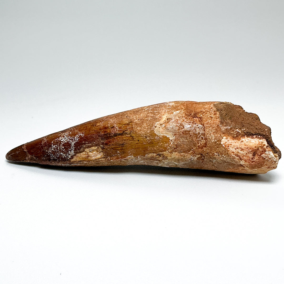 Fossilized Spinosaurus Tooth Specimen