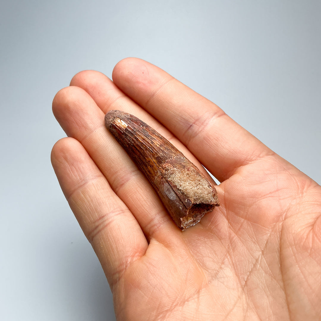 Fossilized Spinosaurus Tooth Specimen