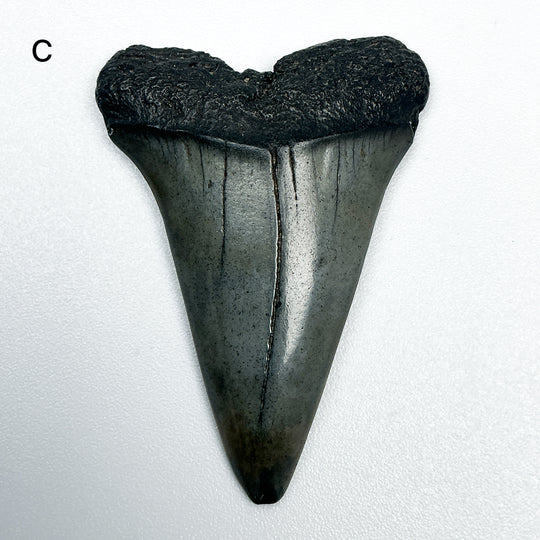 Fossilized Shark Tooth Specimen: Extinct Great White Shark