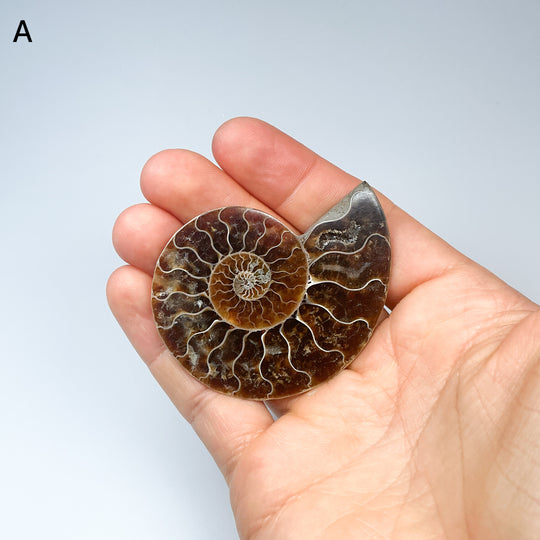 Chambered Ammonite