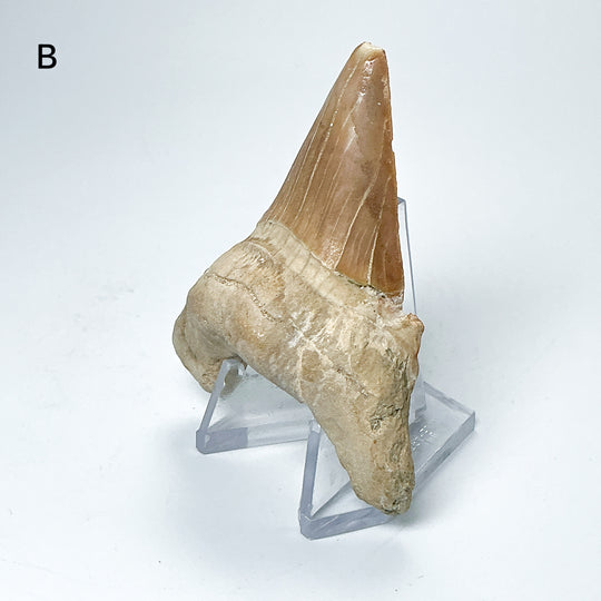 Fossilized Otodus/Lamna Shark Tooth Specimen