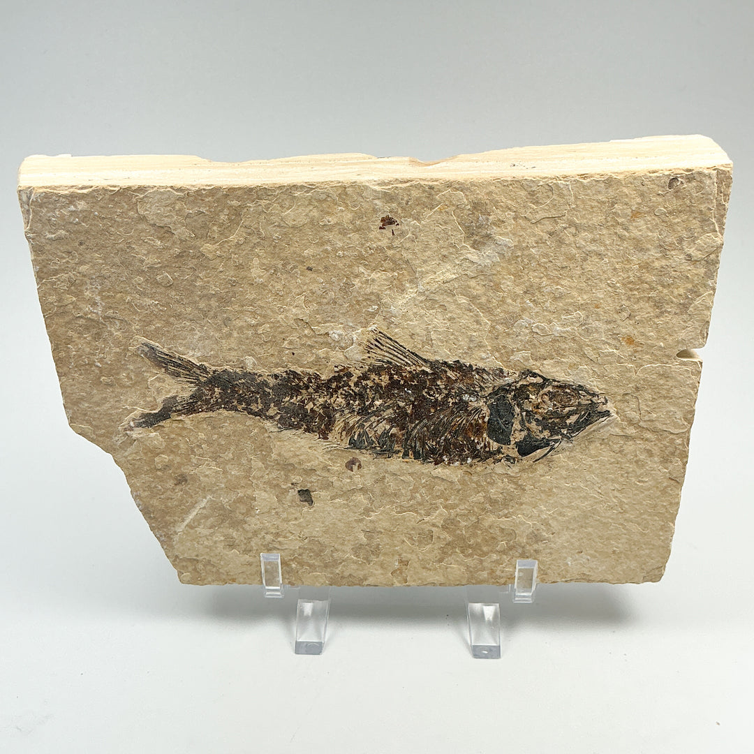 Fish Fossil