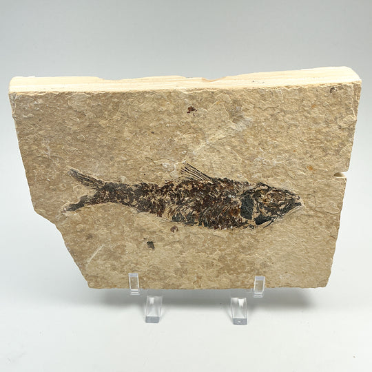 Fish Fossil