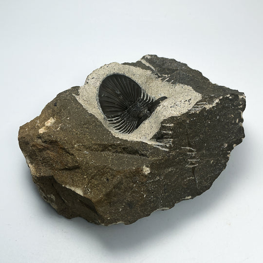 Trilobite Scutellum Fossil
