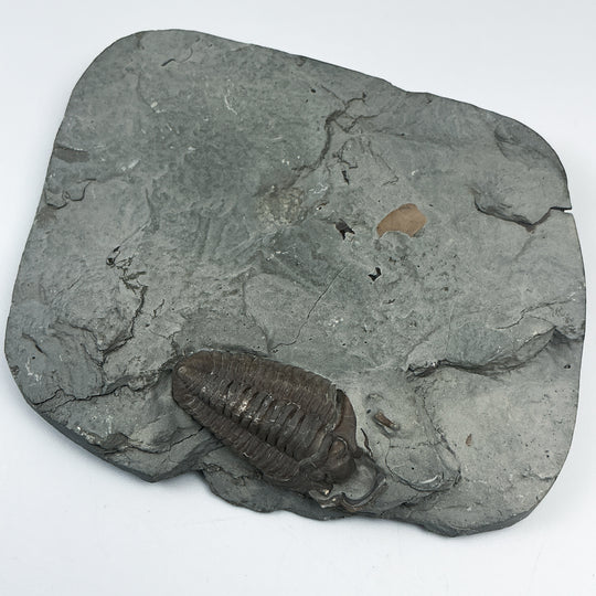 Trilobite Flexicalymene Fossil