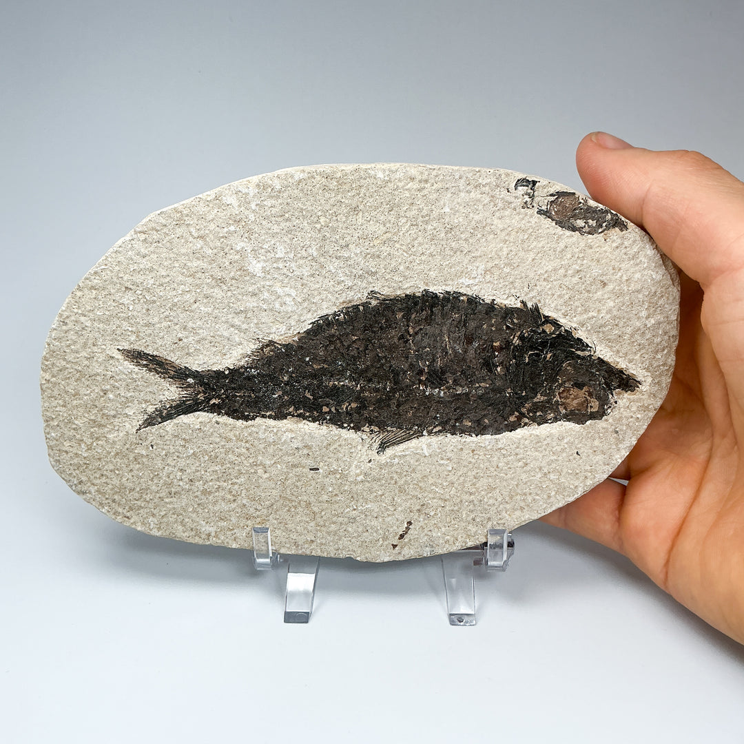 Fish Fossil - Rocks and Gems Canada