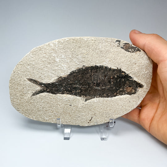 Fish Fossil - Rocks and Gems Canada